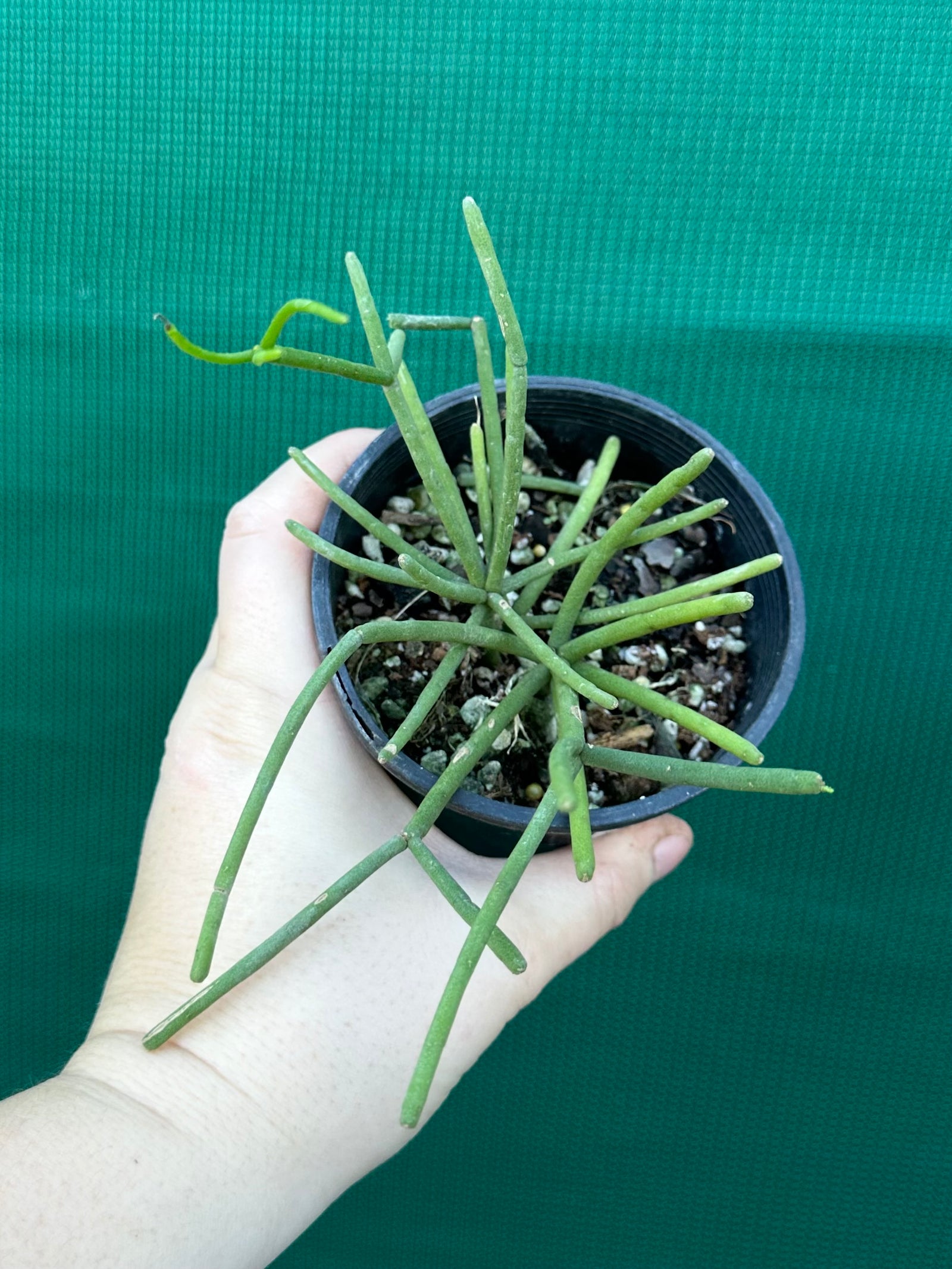 Rhipsalis grandiflora