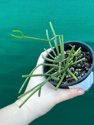 Rhipsalis grandiflora