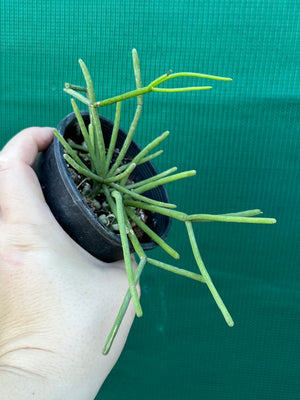 Rhipsalis grandiflora