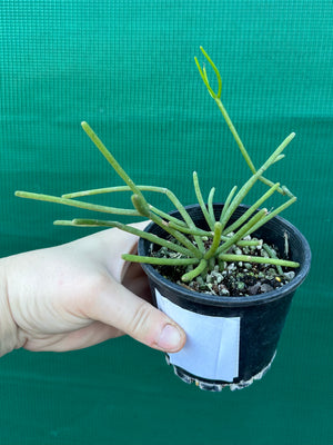 Rhipsalis grandiflora