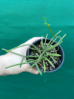 Rhipsalis grandiflora