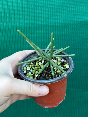 Rhipsalis neves-armondii