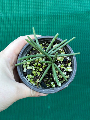 Rhipsalis neves-armondii
