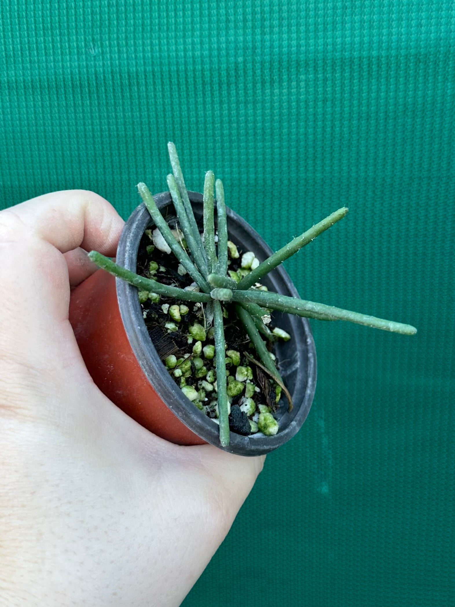 Rhipsalis neves-armondii
