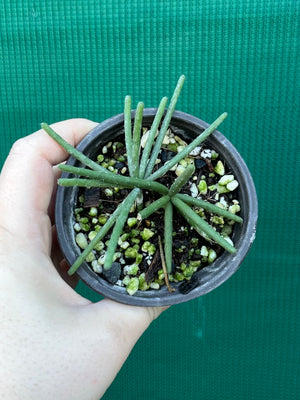 Rhipsalis neves-armondii
