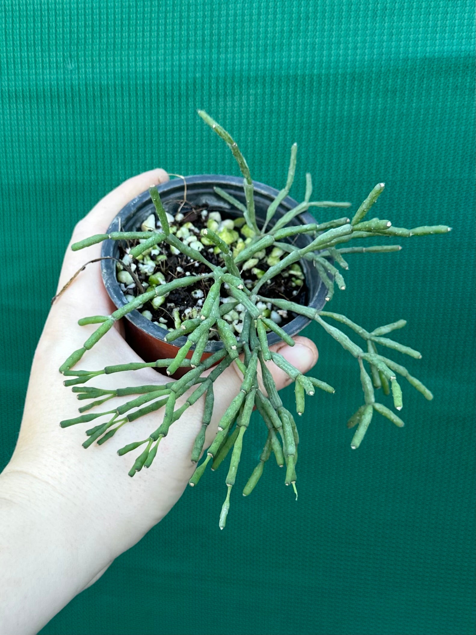 Hatiora salicornioides