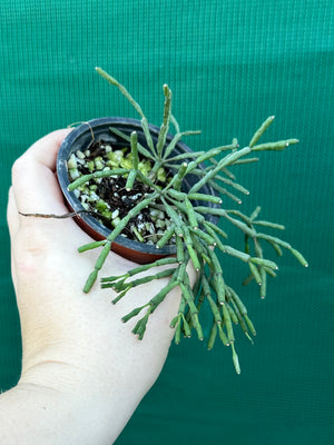 Hatiora salicornioides