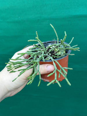 Hatiora salicornioides