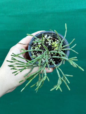 Hatiora salicornioides