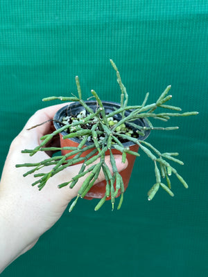 Hatiora salicornioides