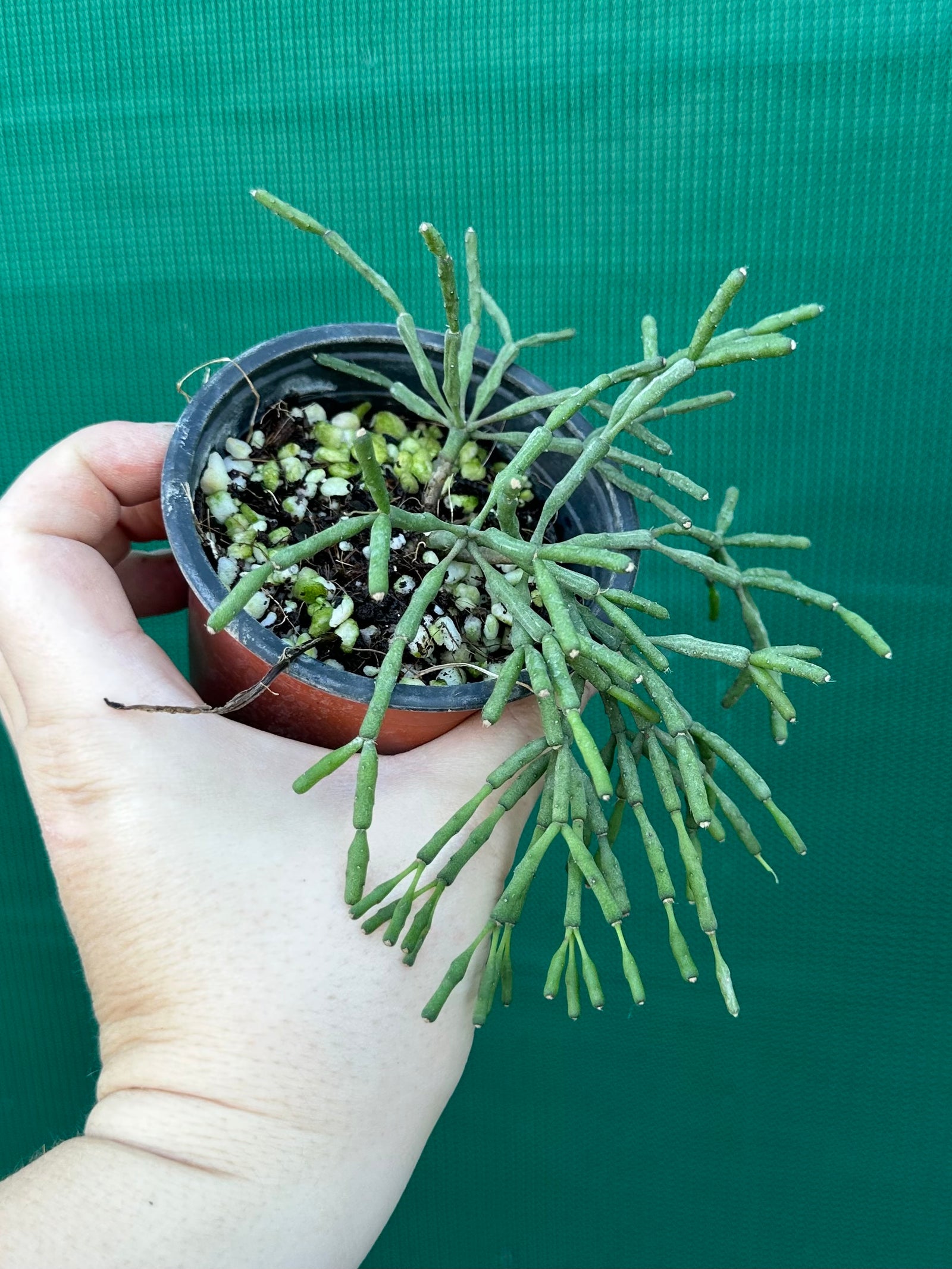 Hatiora salicornioides