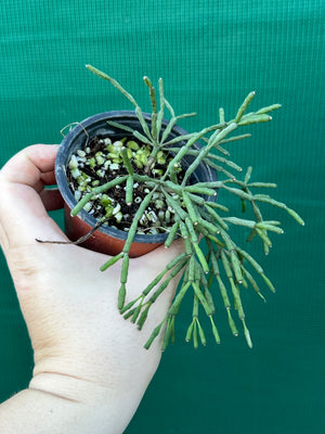 Hatiora salicornioides