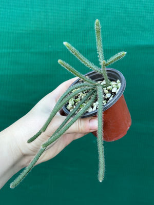 Rhipsalis baccifera f. Horrida