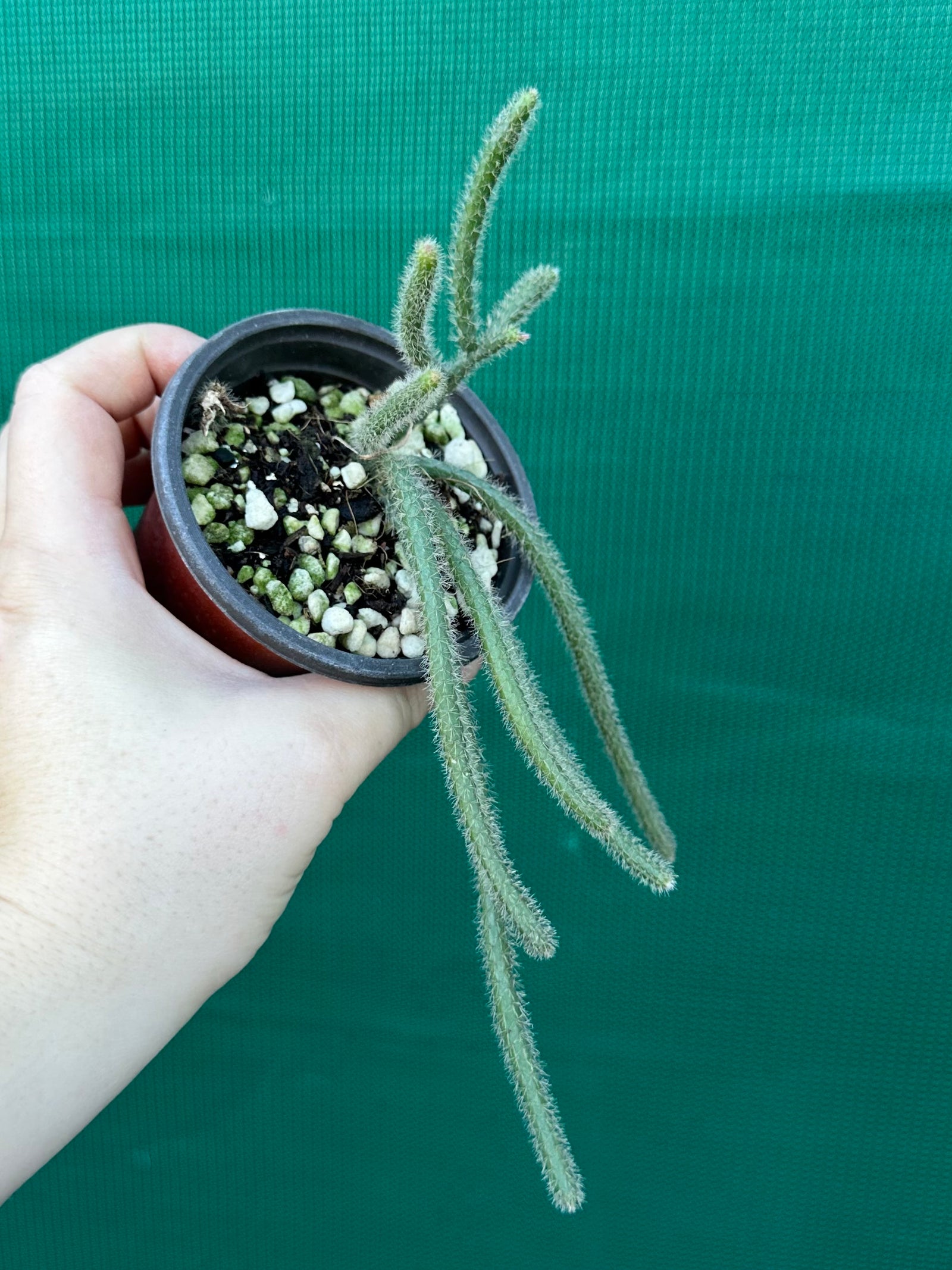Rhipsalis baccifera f. Horrida