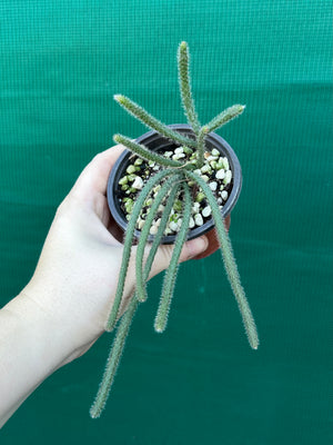 Rhipsalis baccifera f. Horrida