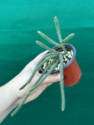 Rhipsalis baccifera f. Horrida