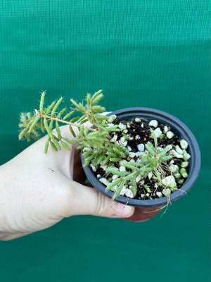 Rhipsalis mesembryanthemoides