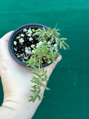 Rhipsalis mesembryanthemoides