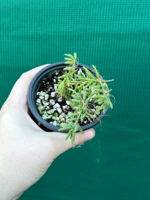 Rhipsalis mesembryanthemoides