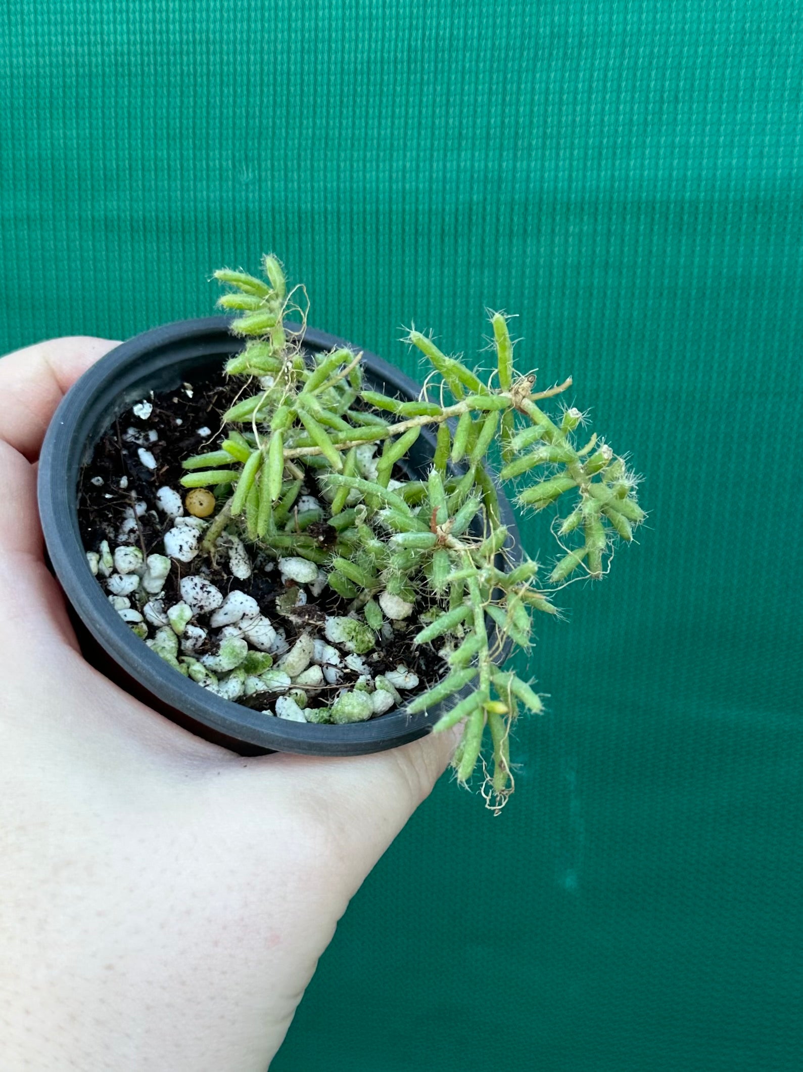 Rhipsalis mesembryanthemoides