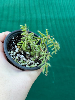 Rhipsalis mesembryanthemoides