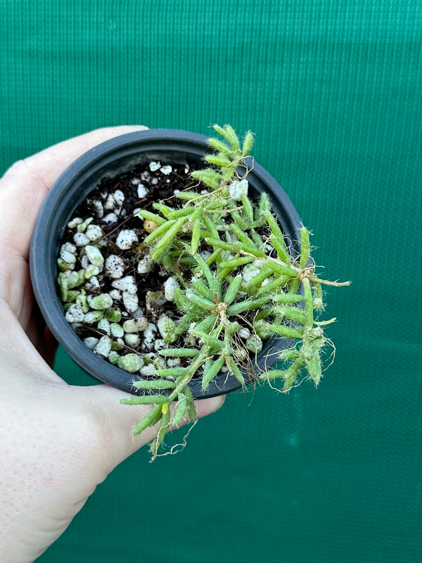 Rhipsalis mesembryanthemoides