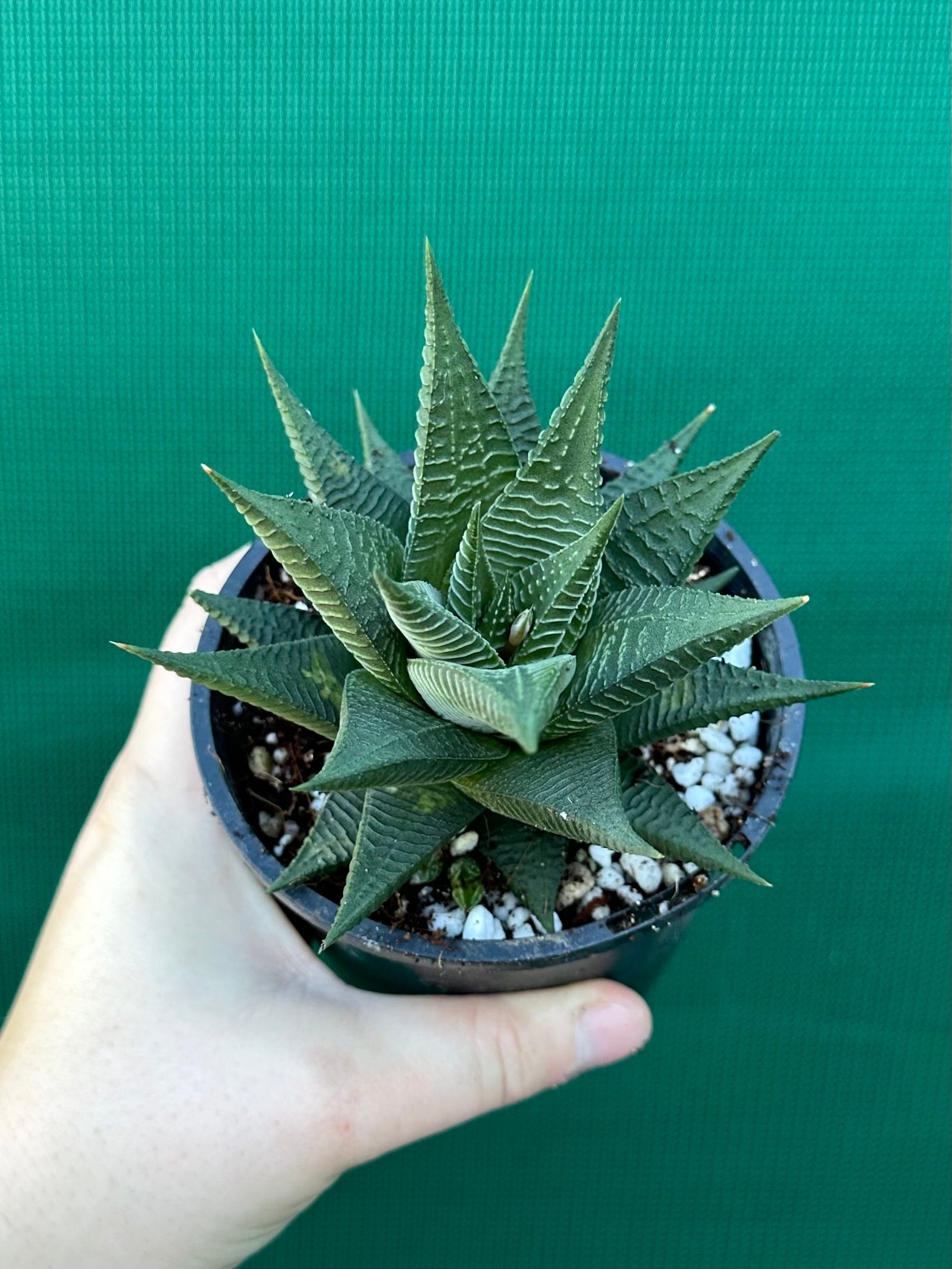 Haworthia limifloia hybrid