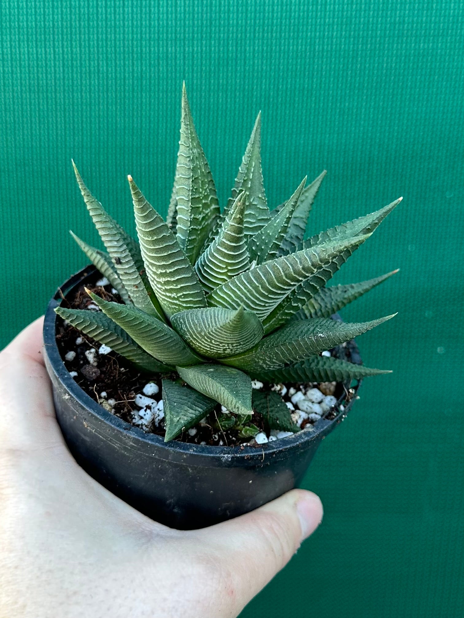 Haworthia limifloia hybrid