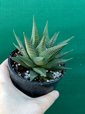 Haworthia limifloia hybrid
