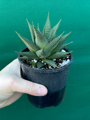 Haworthia limifloia hybrid