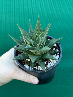 Haworthia limifloia hybrid