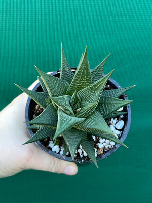 Haworthia limifloia hybrid