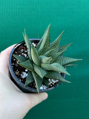 Haworthia limifloia hybrid