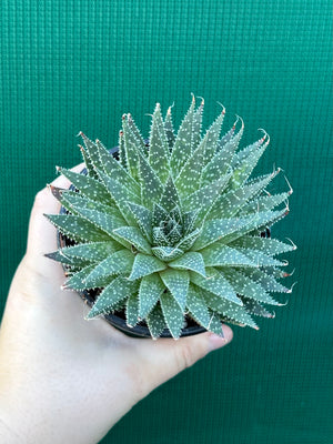 Aloe aristata