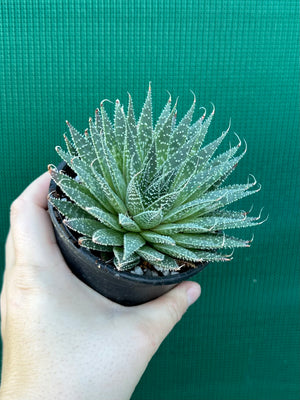 Aloe aristata