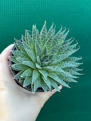 Aloe aristata
