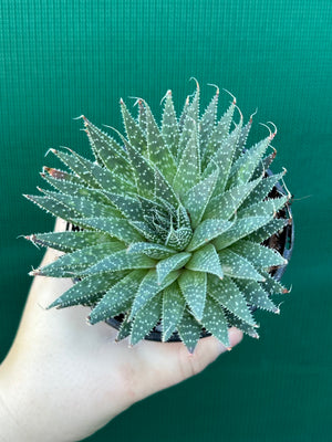 Aloe aristata
