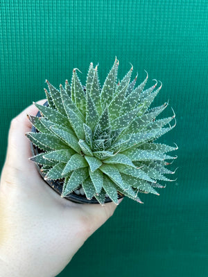 Aloe aristata