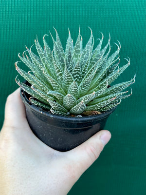 Aloe aristata