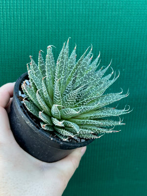 Aloe aristata