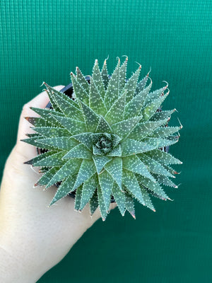 Aloe aristata