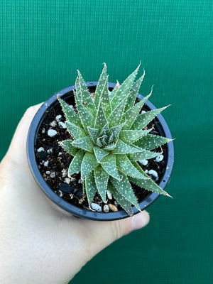 Aloe aristata