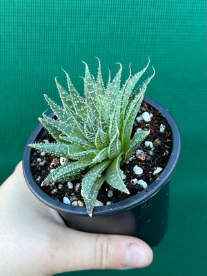 Aloe aristata