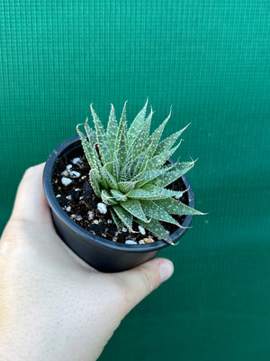 Aloe aristata