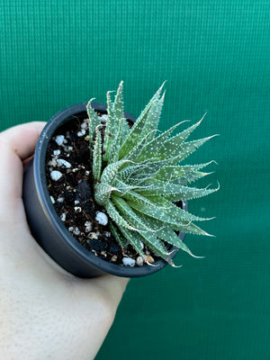 Aloe aristata