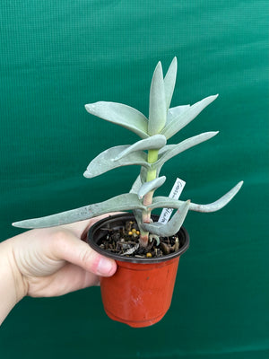 Crassula falcata Scarlet Paintbrush