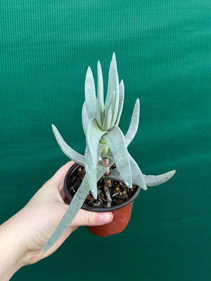 Crassula falcata Scarlet Paintbrush