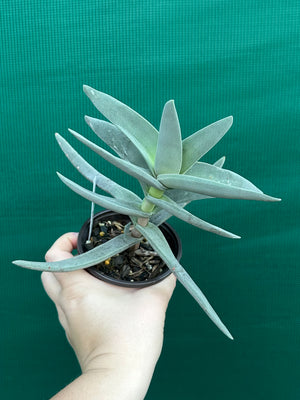 Crassula falcata Scarlet Paintbrush