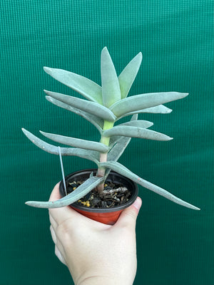 Crassula falcata Scarlet Paintbrush