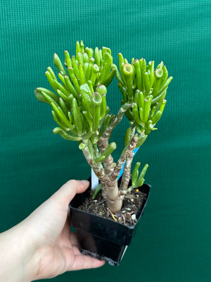 Crassula argentea 'Ladies Fingers'